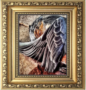 Read more about the article Arts Benicia – “𝐒𝐢𝐥𝐞𝐧𝐭, 𝐖𝐢𝐧𝐠𝐬 𝐨𝐟 𝐚 𝐓𝐚𝐨𝐬 𝐁𝐢𝐫𝐝” Beauty Remains – Saturday, July 12, 2025